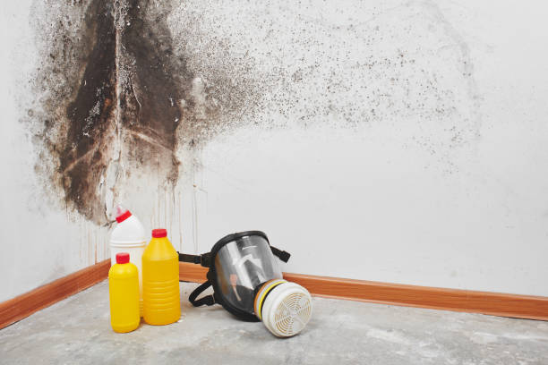 Trusted San Joaquin, CA Mold Removal Experts