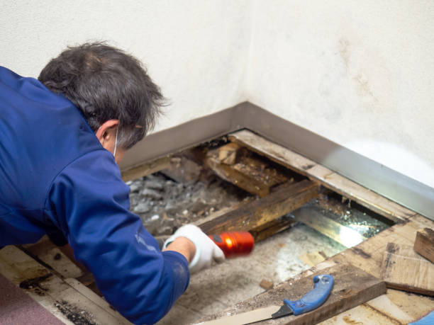 Best Attic Mold Removal  in San Joaquin, CA