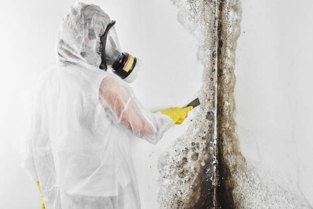 Best Commercial Mold Removal  in San Joaquin, CA