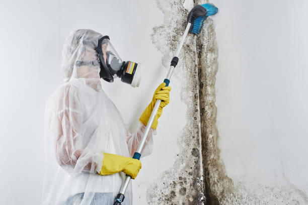 Best Professional Mold Removal  in San Joaquin, CA