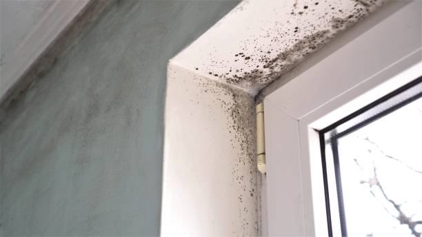 Best Mold Damage Repair  in San Joaquin, CA