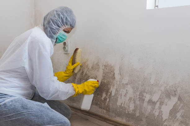 Best Black Mold Removal  in San Joaquin, CA