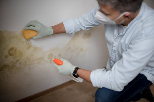 Best Same-Day Mold Removal  in San Joaquin, CA