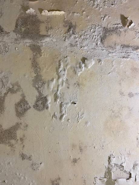 Best Fast Mold Removal  in San Joaquin, CA