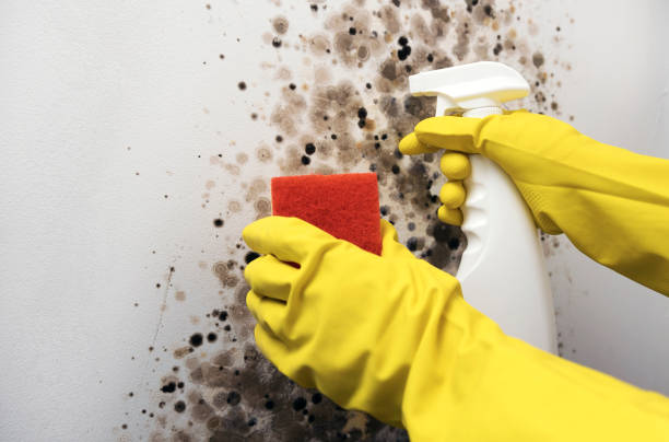 Best Home Mold Removal  in San Joaquin, CA
