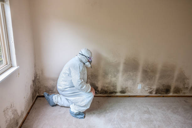 Best Mold Damage Repair  in San Joaquin, CA