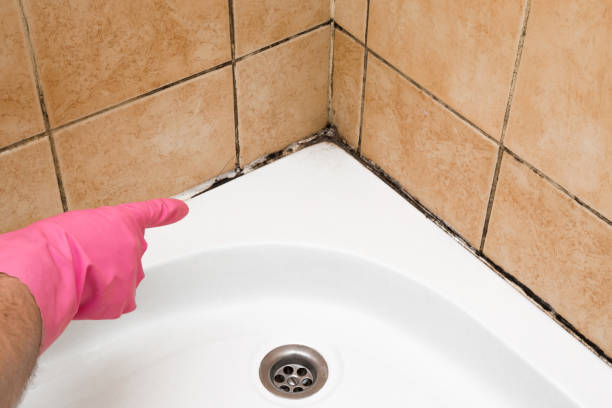 Best Best Mold Removal Companies  in San Joaquin, CA